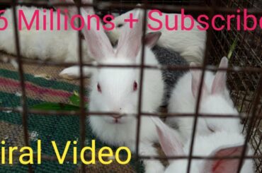 Cute Friends ship Rabbits baby. Bunny Rabbits playing together compilations.