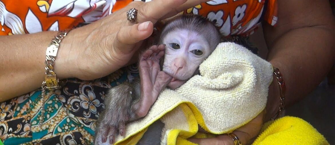 Oh So Cute Monkey Baby Poy Sleeping On MaMa Wait Milk Oh So Cute Monkey Baby Poy Sleeping On MaMa Wait Milk