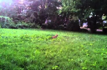 Cute Bunny Looking Dumb