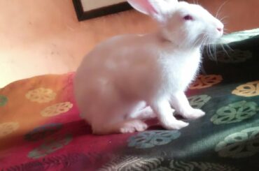 rabbit baby  funny video......
