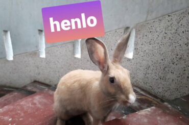 Cute Little Bunny || TABU || Tanuja Mondal