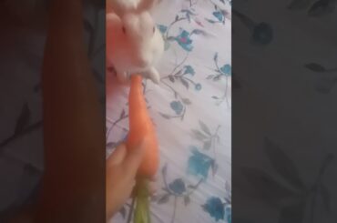My cute rabbit eating carrot.
