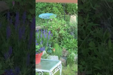 Baby bunny eating in and. Maia’s garden