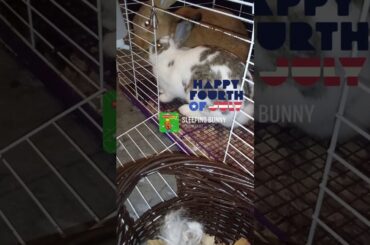 4th of July Baby Rabbit Day 1