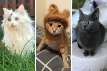 Baby Cats - Cute and Funny Cat Videos Compilation