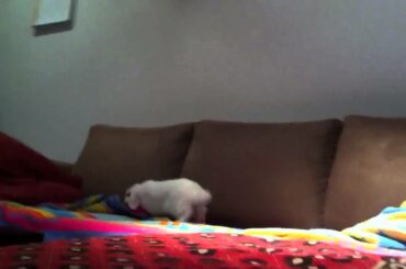 Bunny rabbit goes psycho on the couch!