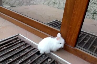 Rabbit Looking in the Mirror