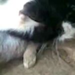 Yard Cat Eats Baby Rabbit !!