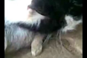 Yard Cat Eats Baby Rabbit !!