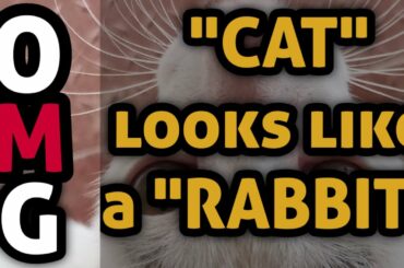 "CAT" looks like "RABBIT" | Baby Cats -Very Cute Funny Cat video Compilation|Awesome Village Kittens
