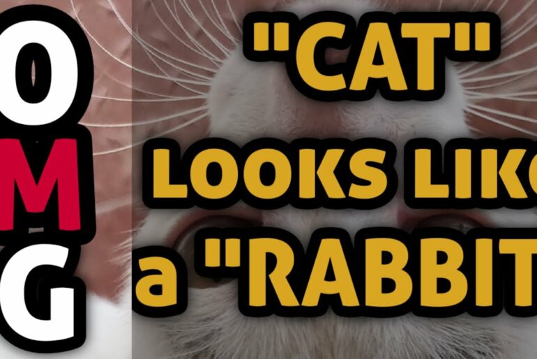 "CAT" looks like "RABBIT" | Baby Cats -Very Cute Funny Cat video Compilation|Awesome Village Kittens