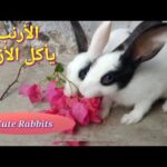 Most funny and cute Rabbits, Rabbits Eiting the food