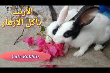 Most funny and cute Rabbits, Rabbits Eiting the food