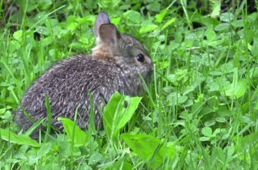 cute baby bunny eating grass