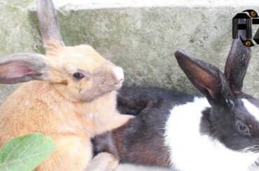 Try Not To Laugh|Funny Kids with cute rabbit Vines Compilation 2017 |Funniest Kids Videos|ANIMALSZON