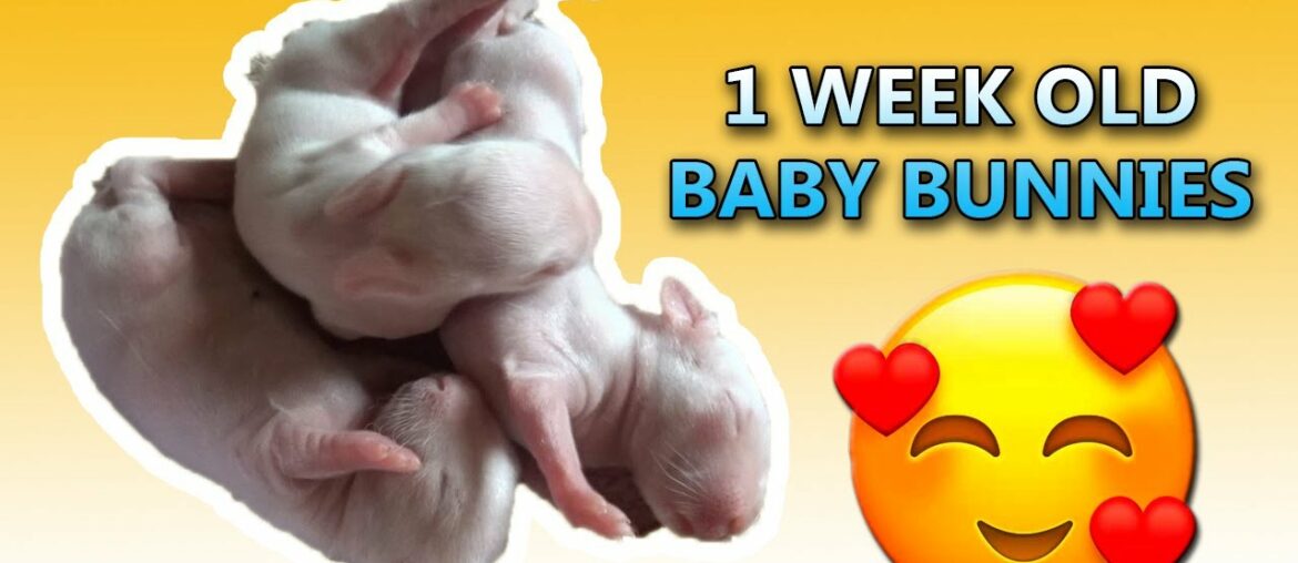 The Cutest Baby Bunnies - Newborn to 1 WEEK