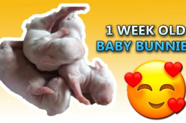 The Cutest Baby Bunnies - Newborn to 1 WEEK