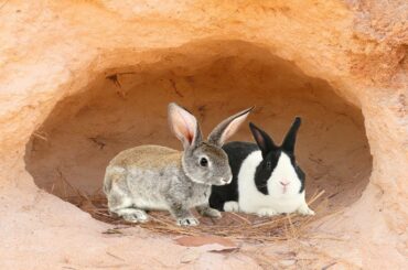 Amazing Forest Man Meet Two Cute Rabbit in The Cave & Love Rabbit