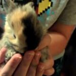 Baby Bunnies - 3 weeks old