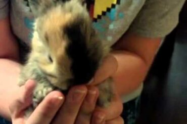 Baby Bunnies - 3 weeks old