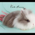 Dica Cute Bunny - Apresentação do canal