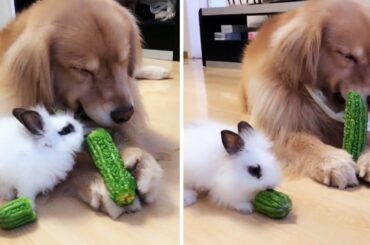 Golden Retriever And Baby Bunny Eating Vegetables Together