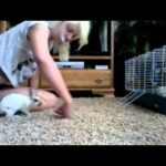 Teaching a baby bunny tricks