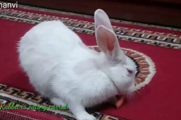 Cute bunny eating 🥕। Rabbit eating carrot। cute bunny video