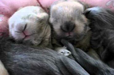 Ella's Baby English Lop Bunnies Dreaming