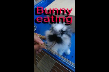 Cute Bunny Rabbit Eating