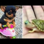 Baby Animals 🔴 Funny Cats and Dogs Videos Compilation (2020) Perros y Gatos Recopilación #35