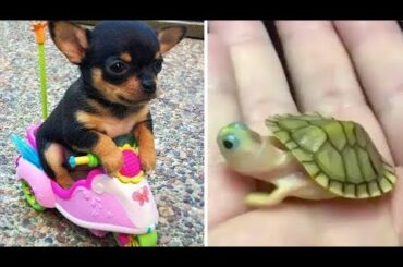 Baby Animals 🔴 Funny Cats and Dogs Videos Compilation (2020) Perros y Gatos Recopilación #35