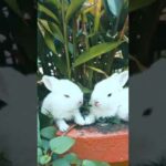 Cute little rabbits, cute Bunny