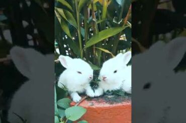 Cute little rabbits, cute Bunny