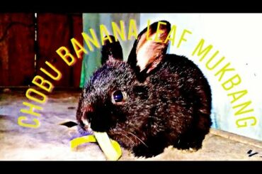Cute Baby Bunny Mukbang Time