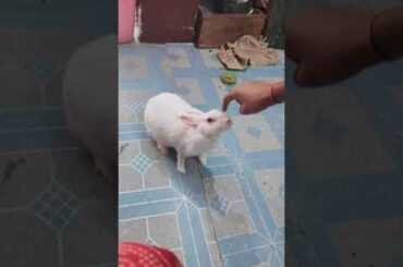 Cute bunny❤️🐰