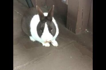 My cute bunny eats leaves