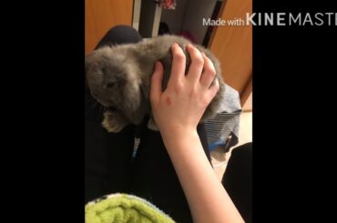 New Baby Bunny! Cute!