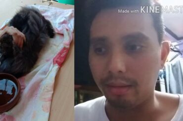 Rabbit new born, goodbye my lionhead (Bruno)