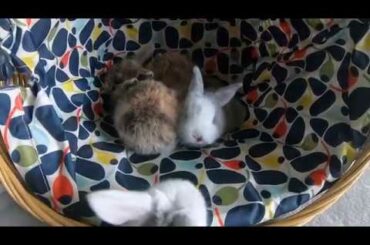 19 day (2 week) old cute lop Baby bunny rabbits