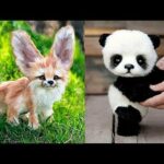 Animals SOO Cute! Cute baby animals Videos Compilation cutest moment of the animals #9 Cute Animals