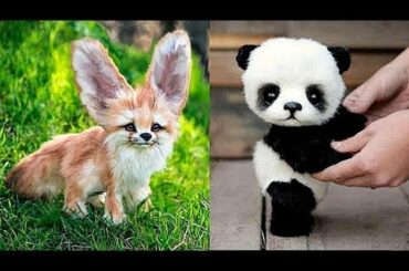 Animals SOO Cute! Cute baby animals Videos Compilation cutest moment of the animals #9 Cute Animals