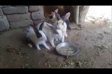 Cute Rabbit   Funny And Cute Bunny Videos Compilation Of Rabbits