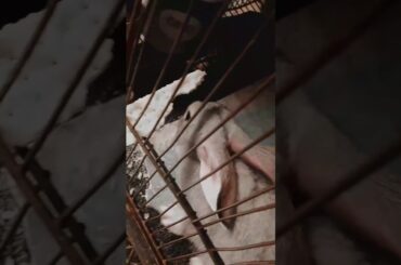 Baby rabbit eating biscuits