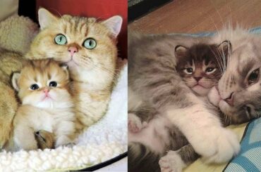 Cute and Funny Cat Videos Compilation  | Aww Baby
