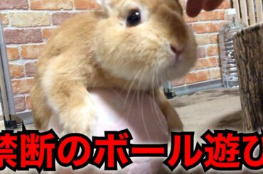 【可愛いうさぎ / Cute Rabbit】禁断のボール遊び！うまく転がせるかな？(･∀･) ネザーランドドワーフ / ドラちゃん#10