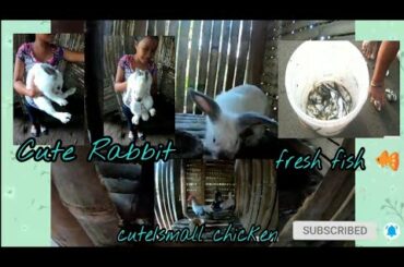 How to get fish | Rabbit & chicken | #indayTezPinas
