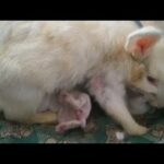 Feeding baby bunnies / Rabbit Care