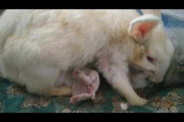 Feeding baby bunnies / Rabbit Care