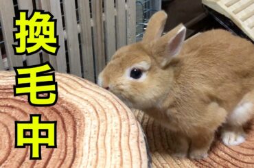 【可愛いうさぎ / Cute Rabbit】換毛中！ブラッシングしたら、部分的にごっそり毛が抜けちゃいました(T-T) ネザーランドドワーフ / ドラちゃん#9